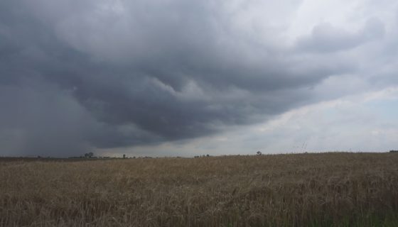 Dlaczego, nie ubezpieczamy upraw rolnych?